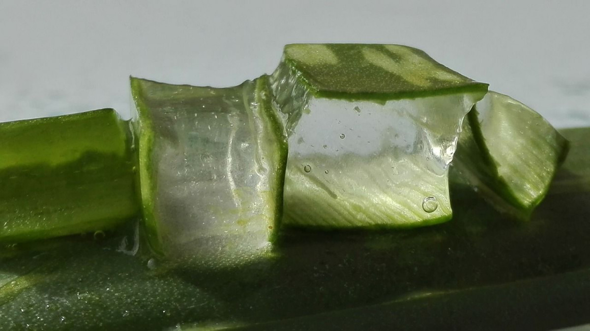 Lidah Buaya